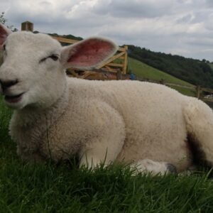 Adoption of Lamborghini